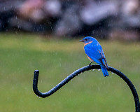 Eastern bluebird (male) rainy day.