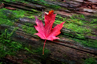 Red Leaf on Green Moss