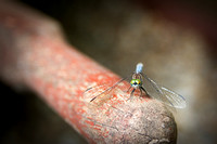 Dragonfly at Rest