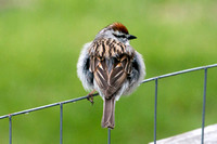 Chipping sparrow (male).