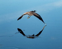 Great blue heron over still water.