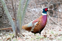 Ring necked pheasant (male).