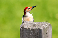 Red bellied woodpecker (male).