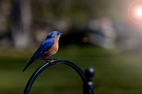 Eastern bluebird (male) early morning.